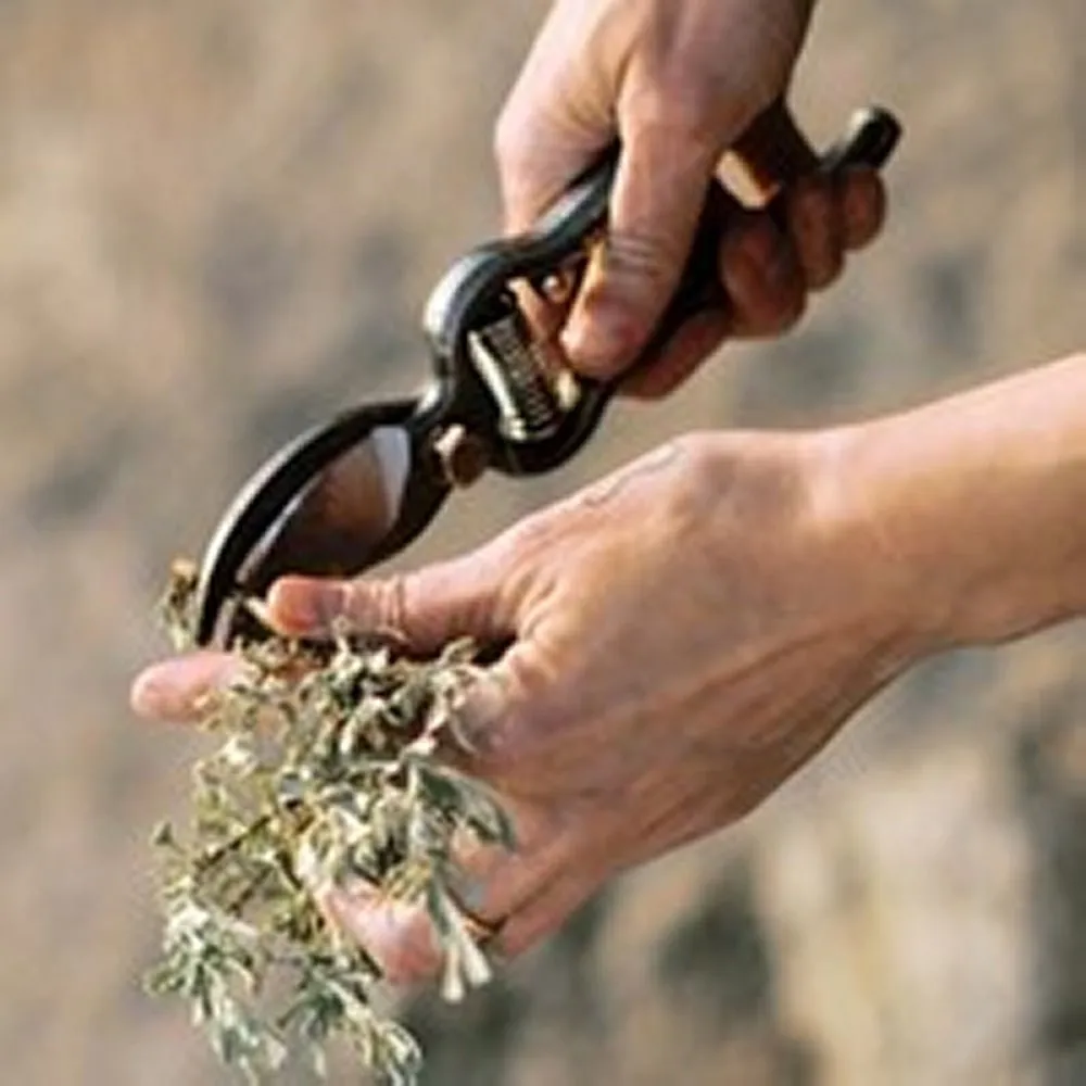 Pruner With Sheath